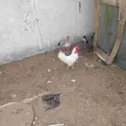 دجاج بلدي البيع على السوم