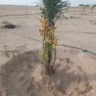 النخيل للبيع