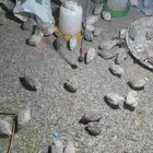 سمان العمر شهر و15 يوم