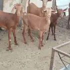 معزا دهم محايليات