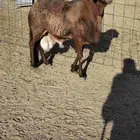 فحل سواكني فاخر