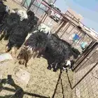 غنم ضان نجد العدد 15