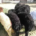 خرفان شحم ولحم فل الفل العمر 5الي 7أشهر
