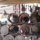 حمام كنج ومصري