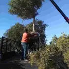 زيتون للبيع