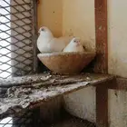 حمام كوري