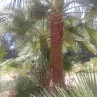 مشتل نخيل واشنطن حي العبجه طريق الخرج