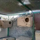 عشه كروان للبيع بكامل اغراضها منتجه