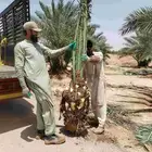 نخل مثمر منتج للبيع نقايل جثايث فسايل برحي شيشي صقعي واشنطني