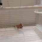 ذكور زيبرا مكس هولندي