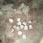 سمان بياض يبيض بل يوم حوالي سبعه الى 10