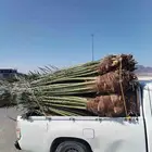 لدينانخل للبيع