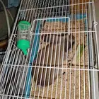 ارنب للتبني المرسلات