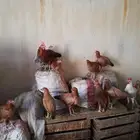 دجاج فرنسي أحمر