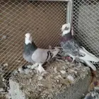 السلام عليكم حمام قطيفي