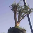 توريدنخيل وأشجار زيتون وتركيب الشبوك