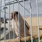 ذكر روز البينو