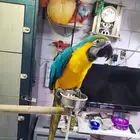اللبيع طير مكاو عمر سنه وكم شهر اليف حمام مافي عض ابد الب