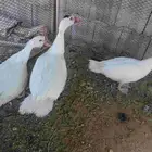 ما شاء الله اطقم بط بلدي حضان