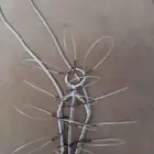 شبك لطرح الصقور