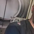 شوقر قلايدر سنجاب طائر اليف مره ذكر وانثى