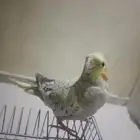 عصافير كروان