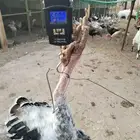 ذكور رومي