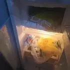 غاز القايدي