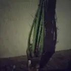 يوجد نخل بياض نجران