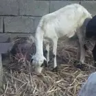 بسم الله ماشاء الله ثنتين ضان لبيع مناتيج الأولى سنها رباع