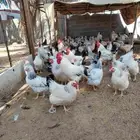 دجاج فرنسي العمر ثمانيه الشهر