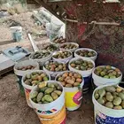 برشوم