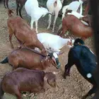 عنقان دهم فاخره تأسيس مراح منوه المقني اعمارها من 6 إلى 8 ش
