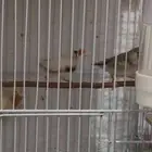 حمار وحشي هولندي مزدوج