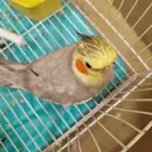 طير كروان عمره سنتين يغني و اليف و لعوب و غير قابل للتنزيل