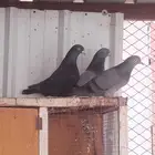 حمام قطيفي للبيع اساسه ترث ومجاهيل