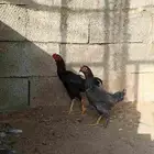 دجاج كووشامو قزم تم تم البيع