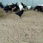 فروخ كوشامو عدد مفتوح