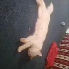 ملكه جمال القطط معروضه للبيع
