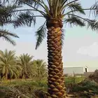 نخيل عربي واشنطونيا الزينه بجميع المقاسات