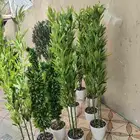 شجر زيتون صناعي وجذع طبيعي ارتفاع متر ونص