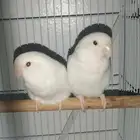 3 أزواج روز للبيع