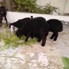 خرفان وتيوس ذبايح