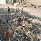 دجاج بياض مشروط