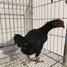دجاجه كوشامو