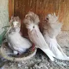 حمام جوكوبين (4 أجواز)