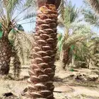 تكريب وتشذيب النخل العربي