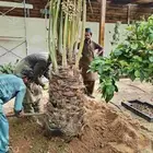 نخل مشكل فاخر جميع الأنواع متوفره