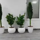 شجر صناعي في أحواض بلاستيك تصلح للممرات ومداخل الشقق والكفها
