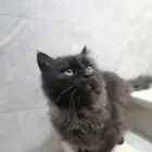 قط شيرازي للتبني